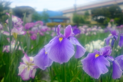 花菖蒲