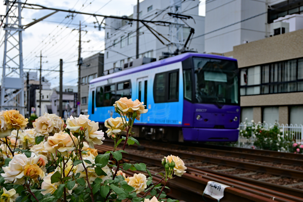 都電荒川線　4
