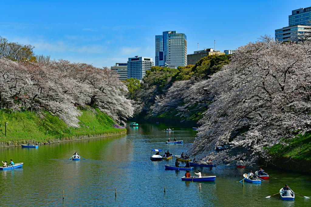 千鳥が淵のんびりと