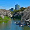 千鳥が淵のんびりと