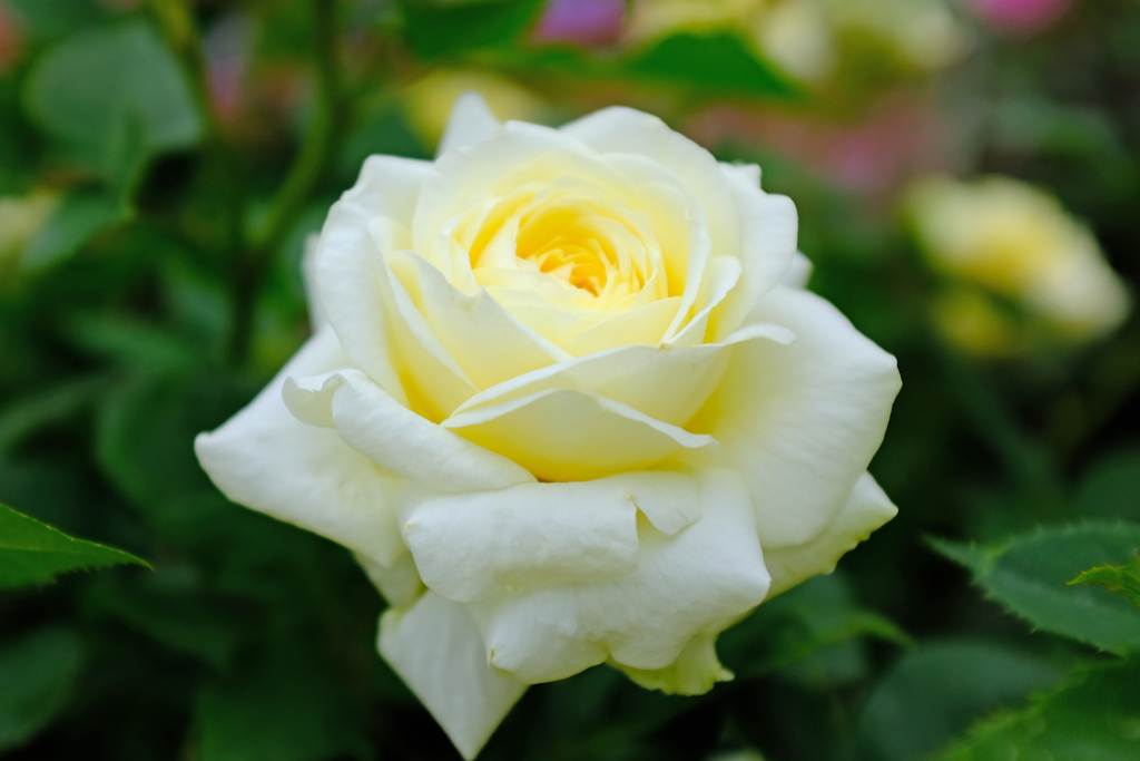 White Rose