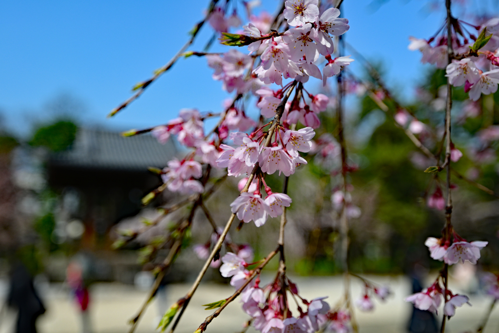 枝垂れ桜