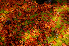 落ち葉の紅葉