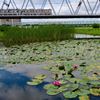 睡蓮