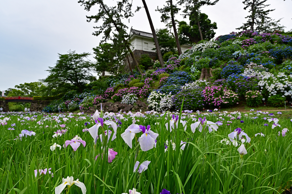 菖蒲と紫陽花と小田原城と