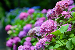 紫陽花