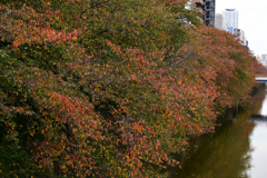 桜の紅葉