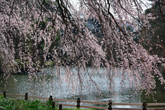 新宿御苑の枝垂れ桜 Ⅰ