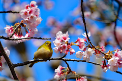 桜にメジロもあいますね