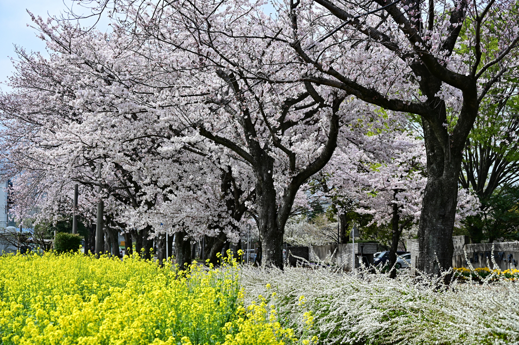 桜