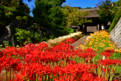 横浜　西方寺の彼岸花