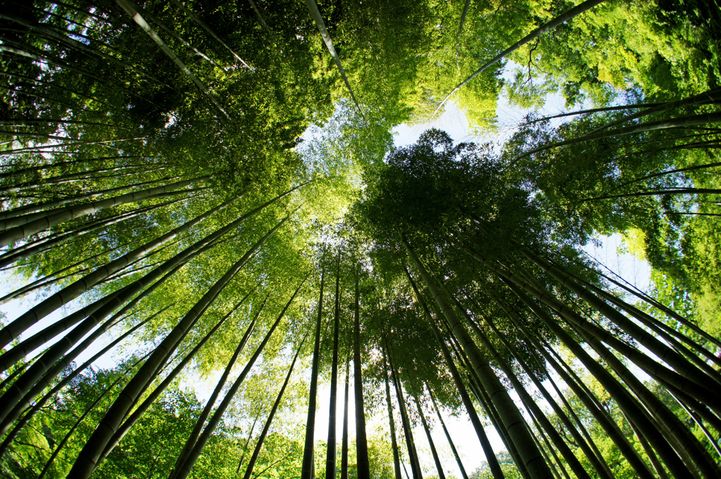 明月院の竹林