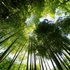 明月院の竹林