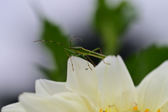 何かよう