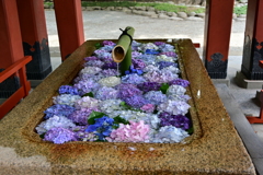 紫陽花と手水