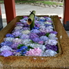 紫陽花と手水
