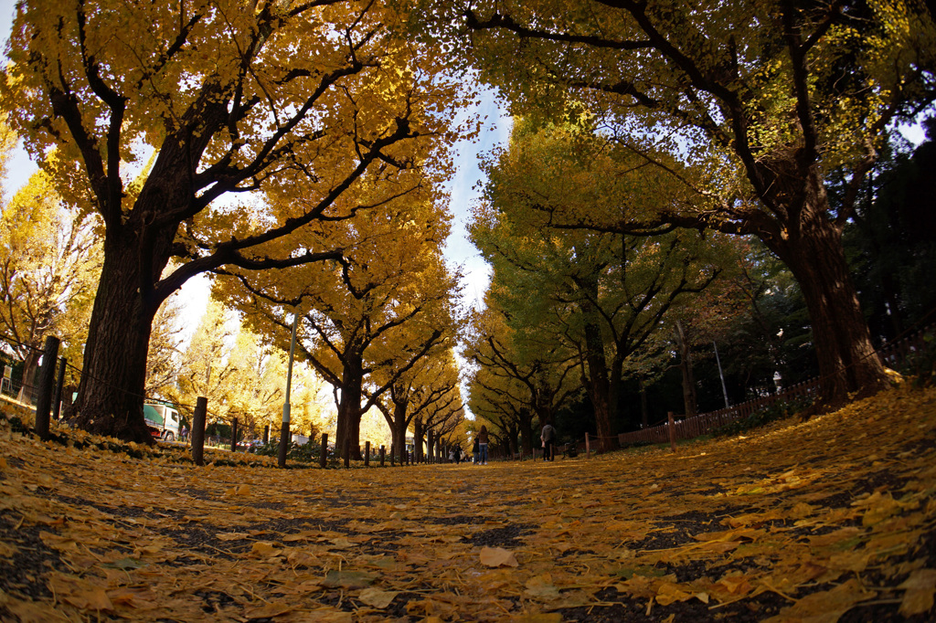 落ち葉を踏みしめて