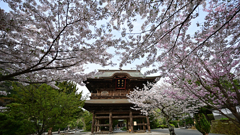 桜の建長寺