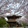 桜の建長寺