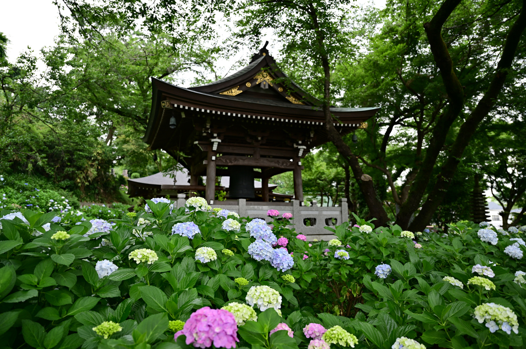 妙楽寺と紫陽花