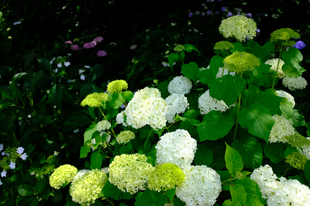 白い紫陽花