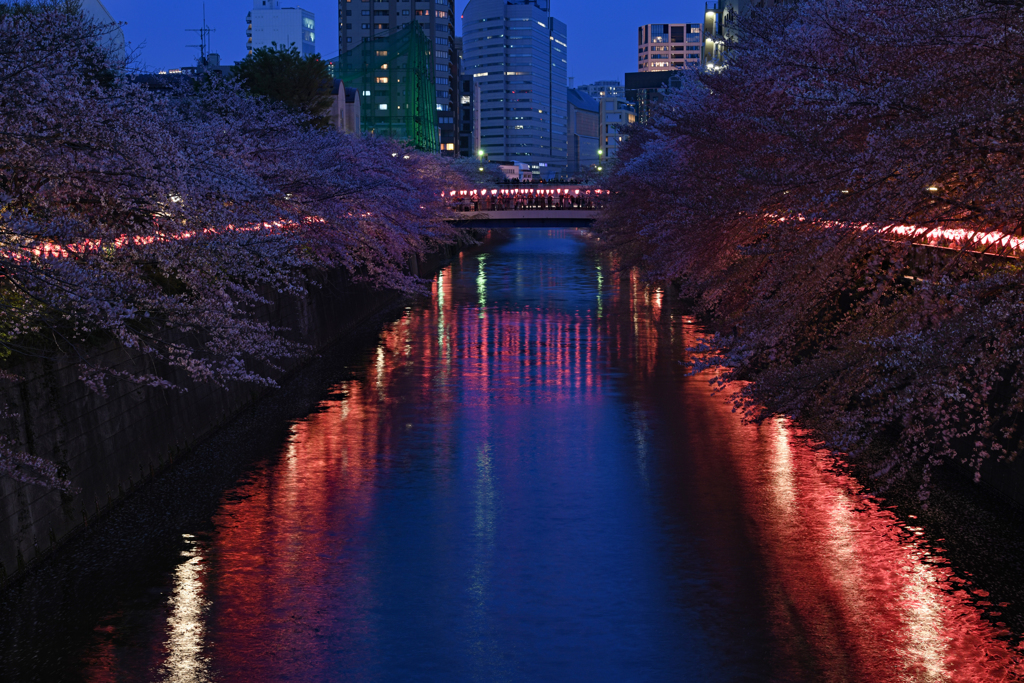 桜も夜遊び
