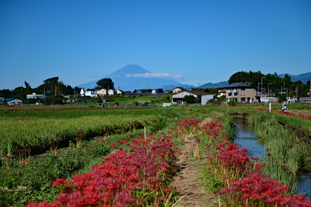 小出川の彼岸花