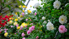 薔薇