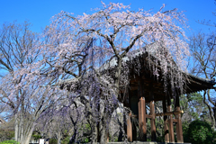 枝垂れ桜