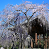 枝垂れ桜