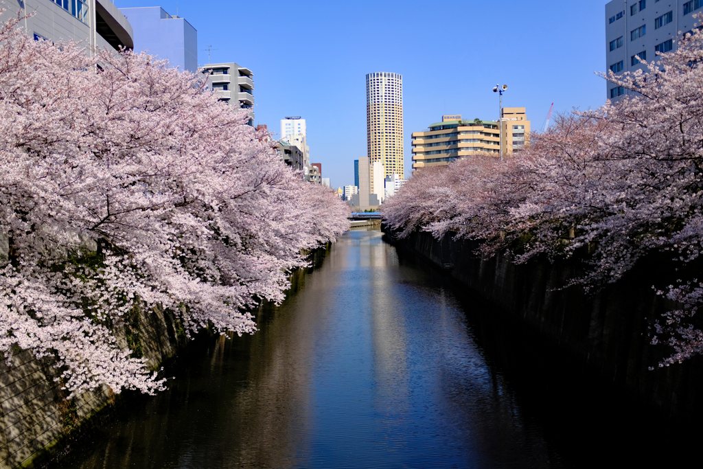 満開の目黒川