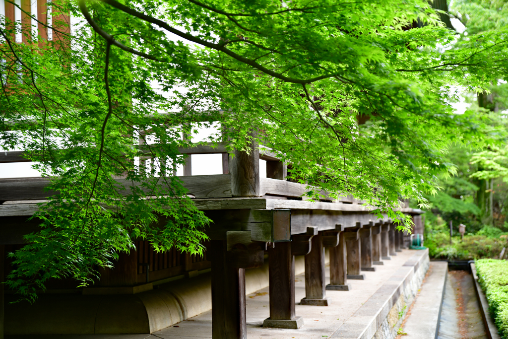 新緑を楽しむ