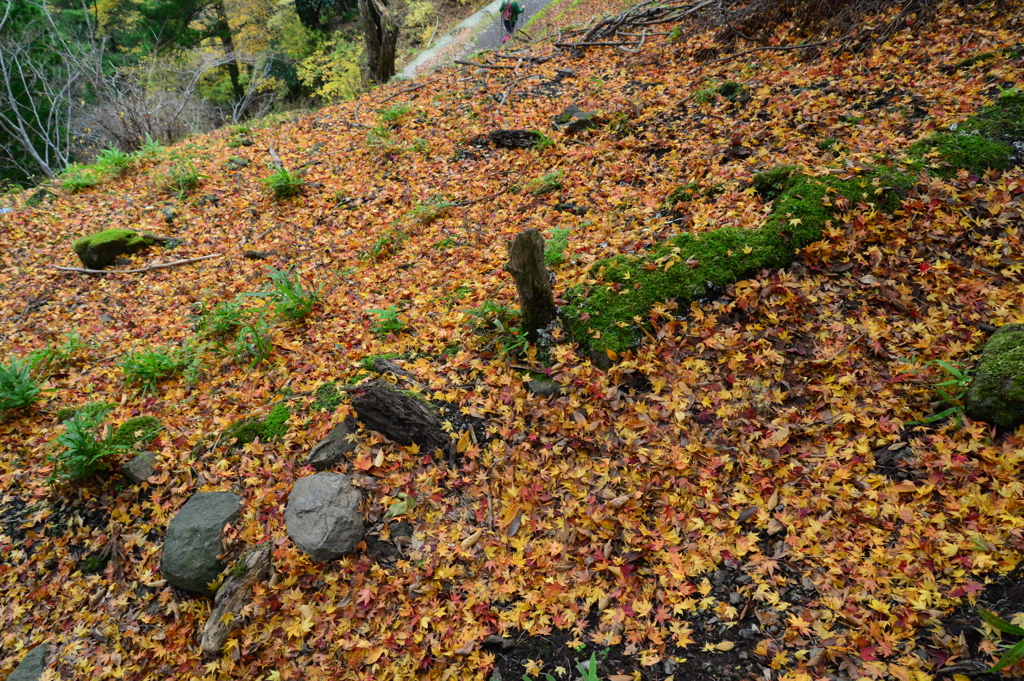 落ち葉のジュータン