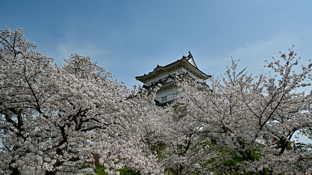 桜の船に浮かぶ小田原城