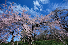 枝垂れ桜