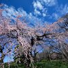 枝垂れ桜