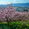 町も桜色に