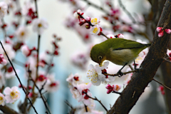 ウーン　うまい　朝はこれに限るなー