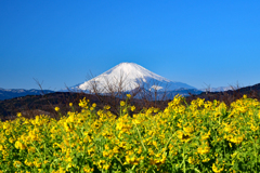 富士山と菜の花