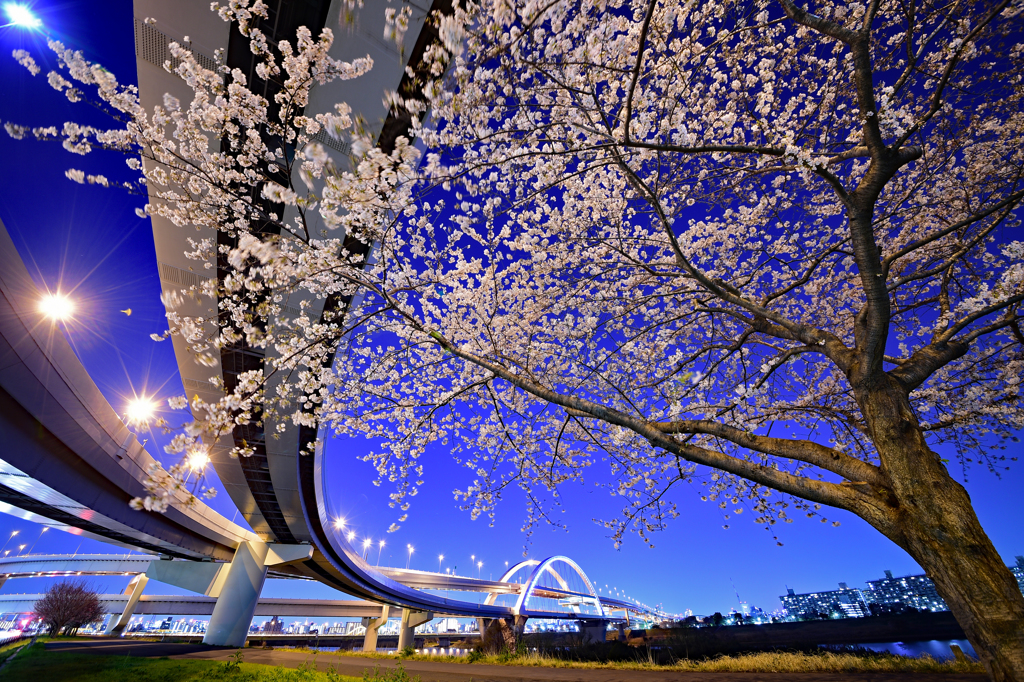 五色桜大橋