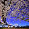 五色桜大橋