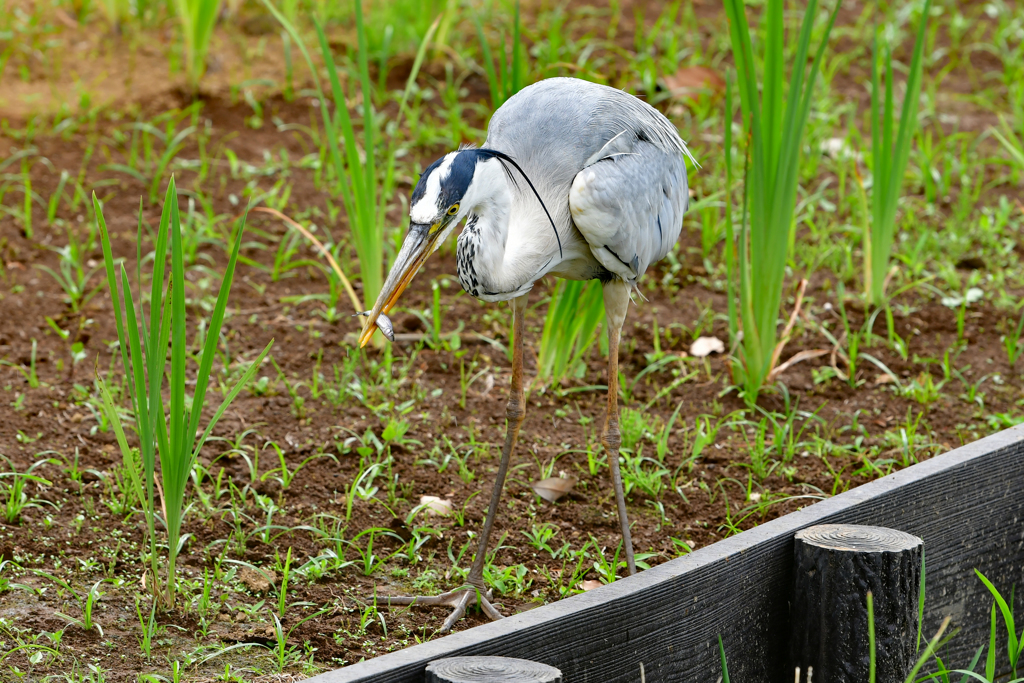 捕ったドー（花より団子）