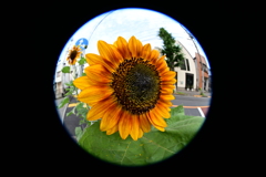 家の前の向日葵