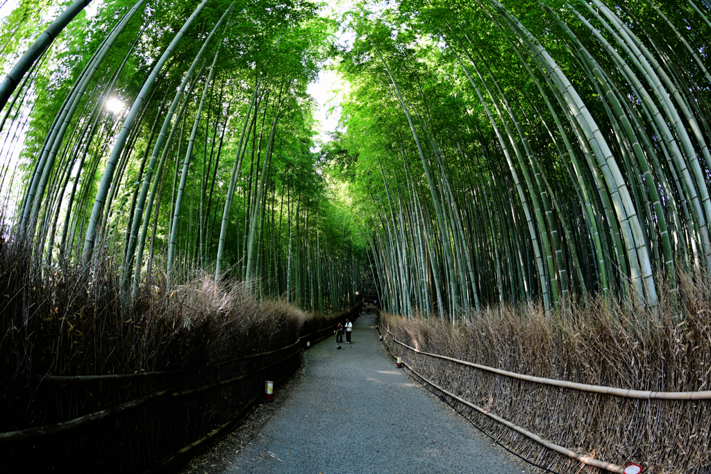 竹林の道