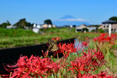 蝶と富士山