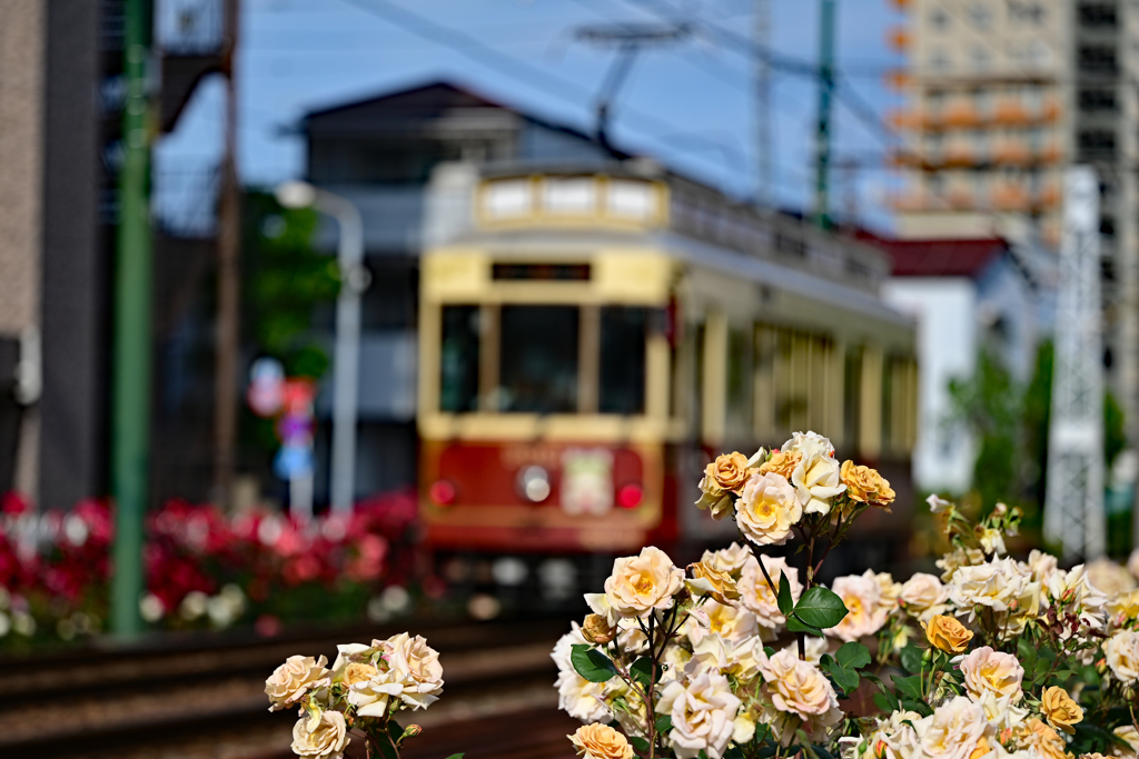 荒川線のんびりと