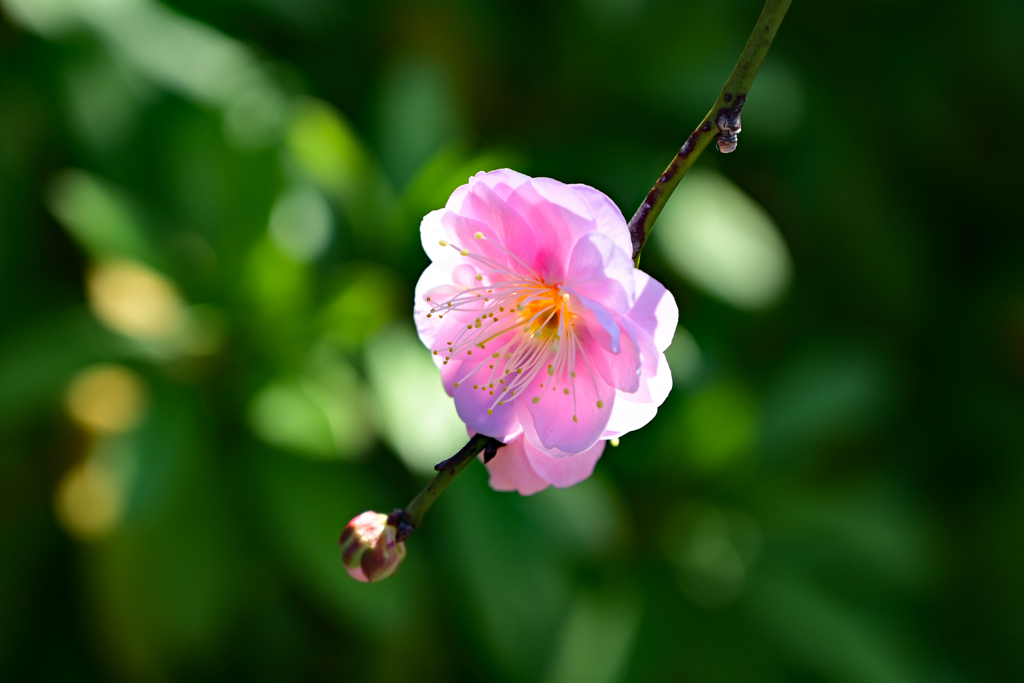 春の香り