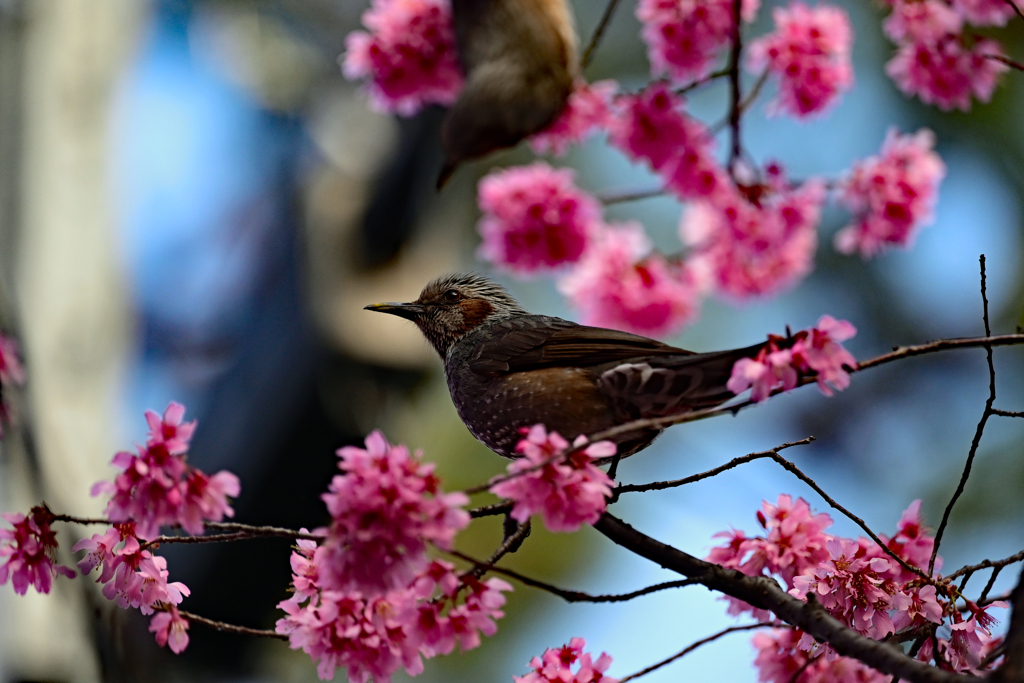 春だなー