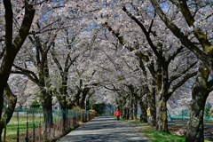 眞原の桜並木