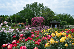 バラに包まれて